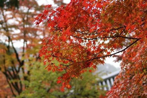 紅葉＠神護寺　