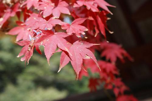 紅葉＠神護寺　