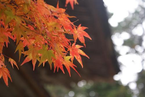 紅葉＠神護寺　