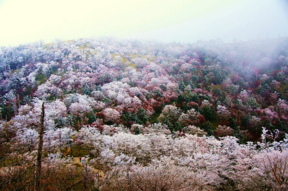 紅葉のつもりが冬山歩き？　　～極寒の大台ケ原～