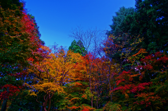 紅葉狩り@有馬温泉