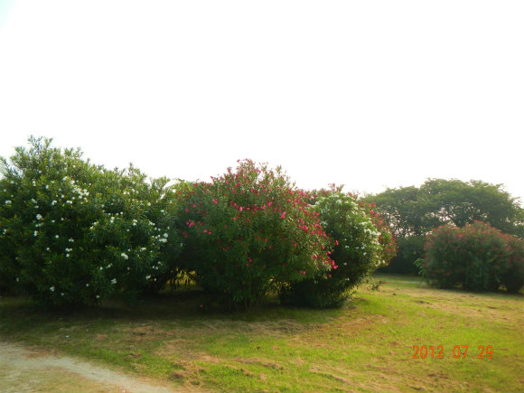 早朝ポタリング　～武庫川→鳴尾浜臨海公園～