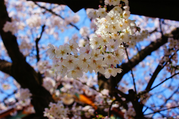 厄神さんの桜