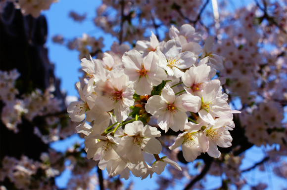 厄神さんの桜