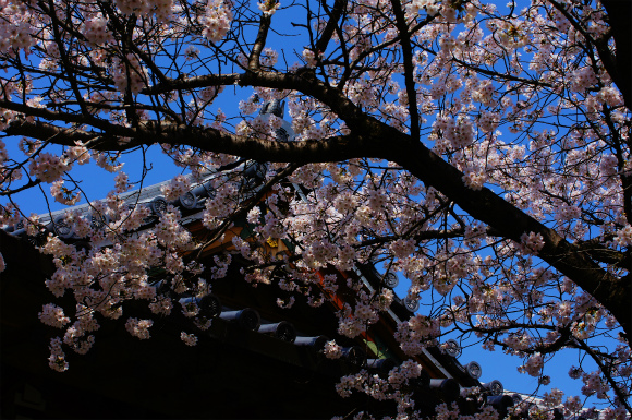 厄神さんの桜