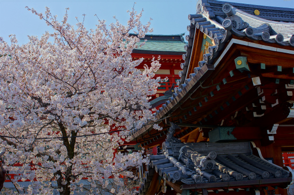 厄神さんの桜