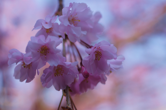 厄神さんの桜