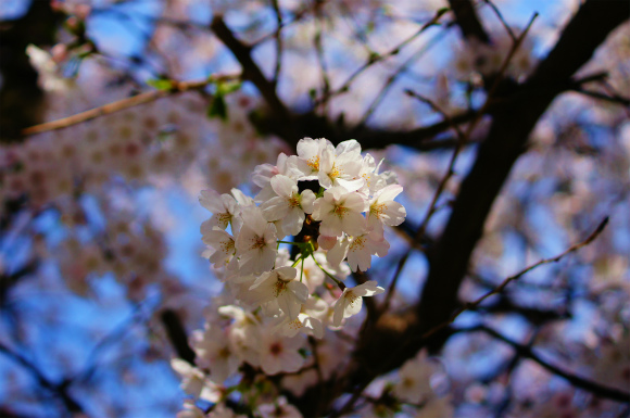 厄神さんの桜