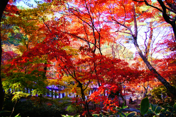 今年も行ってきましたぁ～　紅葉狩り