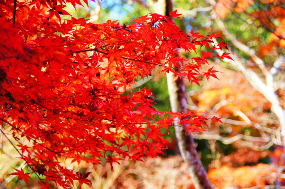 今年も行ってきましたぁ～　紅葉狩り