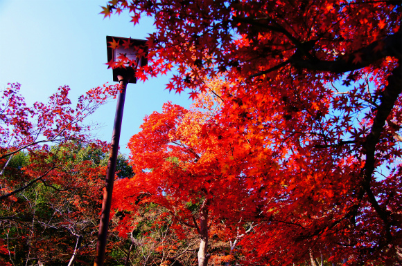 今年も行ってきましたぁ～　紅葉狩り