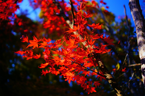 今年も行ってきましたぁ～　紅葉狩り