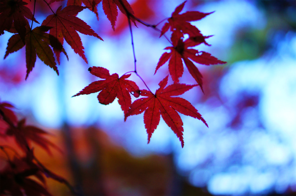 今年も行ってきましたぁ～　紅葉狩り