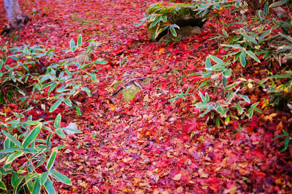 今年も行ってきましたぁ～　紅葉狩り