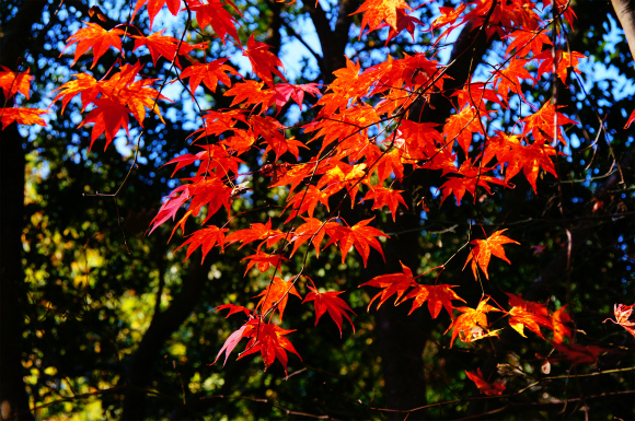 今年も行ってきましたぁ～　紅葉狩り