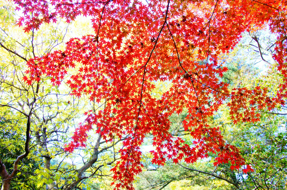 今年も行ってきましたぁ～　紅葉狩り