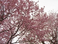 桜満開・・ 2011/05/24 11:45:50