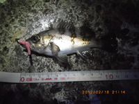 どこかで釣ったメバル 2012/02/18 22:00:00