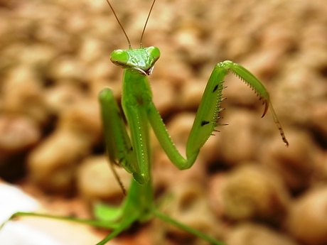 F3号 鶏とカマキリ www.esnmurcia.org