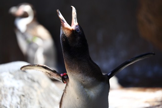 TOBU ZOO