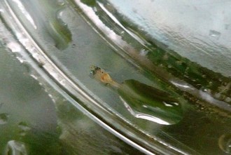 ニジマス飼育（その8）
