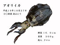 初挑戦　デジ拓