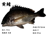 デジ拓　第５弾