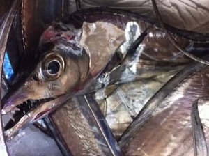 2011 太刀魚調査４