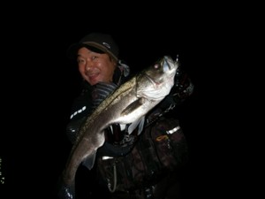 コラボで泉南シーバス！
