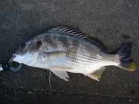 エビ撒き釣り