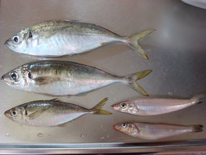 予定変更でデカあじ