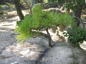 キャンプ　香川県　後編