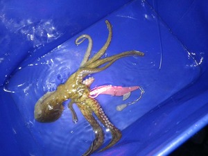 爆風でもタコ釣れます（笑）