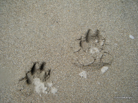 癒しの沢と本流ヤマメ