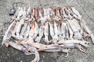 こりずにヒイカ釣りin引本　2008年5月11日