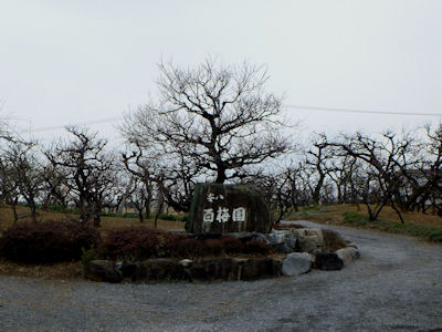 安八百梅園