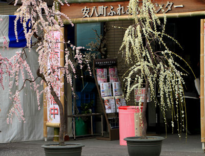 安八百梅園