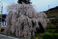 飛騨路の一本桜