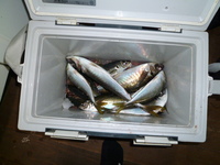 鯵さばいたど～！ 2011/04/14 22:06:36