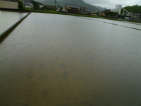 日曜の雨の中、釣りは行けずに・・ 2011/06/13 14:55:10