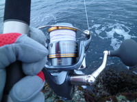 水曜日の早朝にアジ科の魚を釣りました 2012/03/29 17:01:08