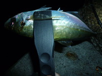 やっと初釣り(^o^)釣果は！？ 2013/01/10 21:00:00