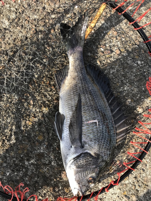 釣り納め♪落ちキスで締めくくり♪