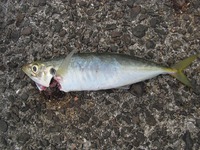 カゴ釣りの魅力　満喫 2015/10/16 09:51:32