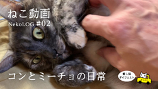 コンとミーチョの日常 NekoLOG #02