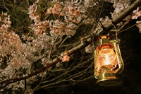 花は桜木、雨ならレンガロック