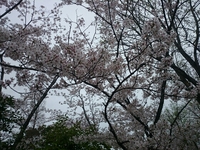 花見スタンバイOK