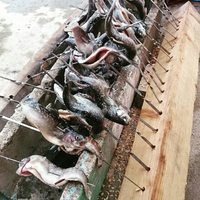 BBQでいろいろ焼いてます な件 2015/08/16 16:05:23