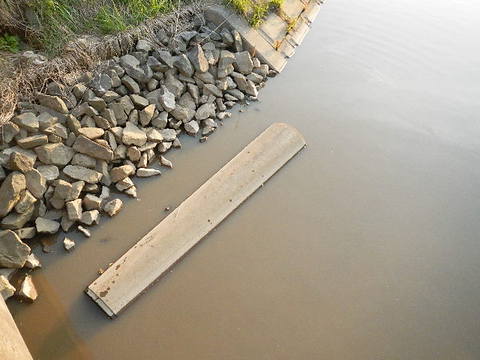 鯰④