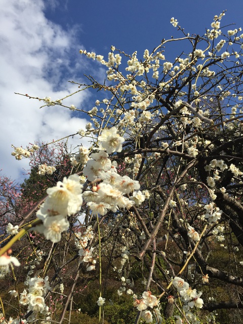 池上梅園